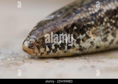 Eine Nahaufnahme eines auf dem Boden kriechenden Chalcides ocellatus Mit einem verschwommenen Hintergrund Stockfoto