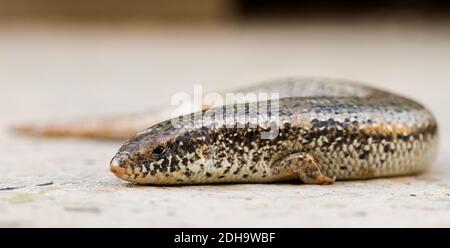 Eine Nahaufnahme eines Chalcides ocellatus auf dem Boden in Malta mit einem verschwommenen Hintergrund Stockfoto