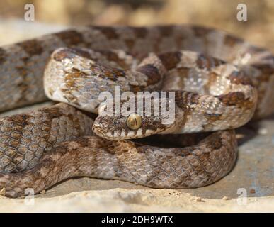 Mediterrane Katzenschlange, Telescopus fallax, soosan Schlange Stockfoto