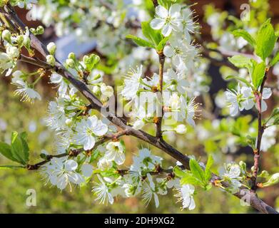 Blühender Zweig im Frühling. Blühender Pflaumenbaum. Pflaumenzweig mit weißen Blüten im Garten. Stockfoto