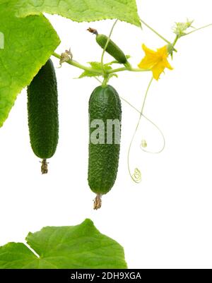 Gurkenpflanze. Gurke mit Blättern und Blumen isoliert auf weißem Hintergrund. Wachsende Gurkenpflanze im Garten. Stockfoto