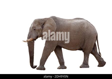 Afrikanischer Elefant Isoliert Auf Weiß Stockfoto