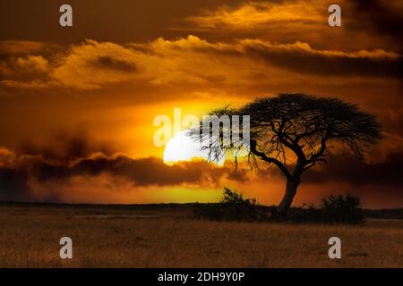 Afrikanischer Sonnenuntergang über Akazienbaum Stockfoto