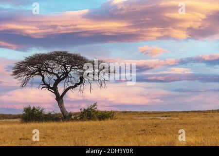 Afrikanischer Sonnenuntergang über Akazienbaum Stockfoto