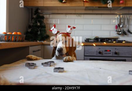 Ein Beagle-Hund mit Weihnachtsschmuck auf dem Kopf steht auf seinen Hinterbeinen in der Küche und wartet auf einen Leckerbissen. Weihnachten für Haustiere Stockfoto