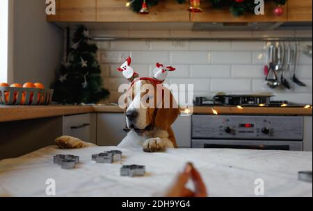 Ein Beagle-Hund mit Weihnachtsschmuck auf dem Kopf steht auf seinen Hinterbeinen in der Küche und wartet auf einen Leckerbissen. Weihnachten für Haustiere Stockfoto