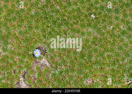 Eine einzelne Enzianblüte (Gentiana sedifolia), die in einem Teppich aus Kissenpflanzen wächst (Familie Asteraceae). Auf dem hohen Andenparamo auf 4500 m Höhe Stockfoto