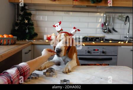 Ein Beagle-Hund mit Weihnachtsschmuck auf dem Kopf steht auf seinen Hinterbeinen in der Küche und wartet auf einen Leckerbissen. Weihnachten für Haustiere Stockfoto