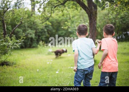 Rückansicht von Brüdern, die mit Ball stehen, während der Hund läuft Auf Gras im Hinterhof Stockfoto