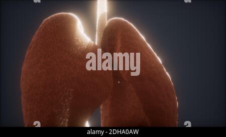 3D-Animation des menschlichen Lungen Stockfoto