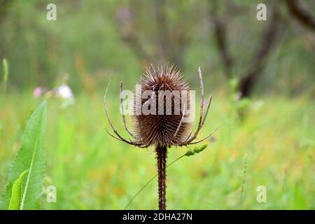 Cardoondistel (Dipsacus fullonum), getrocknet in einem Feld von Mandeln und Gras. Stockfoto