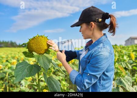 Frau Agronomin Landwirt arbeitet mit digitalen Tablet in reife Sonnenblume Ein Stockfoto