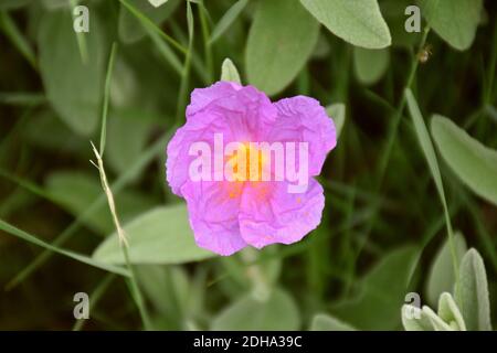 Rosa Blume der weißen Steinrose (Cistus albidus), die Labdanum wurde früher als Hustensirup verwendet. Stockfoto