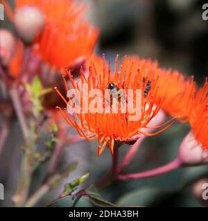 Eine selektive Fokusaufnahme einer bestäubenden Eukalyptusblüte Stockfoto