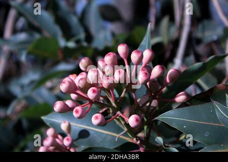 Ein selektiver Fokus Schuss von rosa Blüten von Eukalyptus unter Ein Sonnenlicht Stockfoto