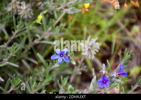 Tiefblaue Blüten von Lithodora fruticosa, Familie der Boraginoideae. Auch Gras des Blutes oder Gras der sieben Einbuchtung genannt. Stockfoto