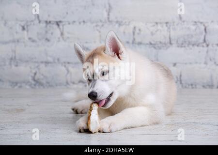 Lächelnd glücklich Haustier Hund hell gefärbte Husky Welpen nagt mit Freude Knochen der Nahrung. Hunde Delikatesse. Doggy Kauen auf natürliche Rawh Stockfoto