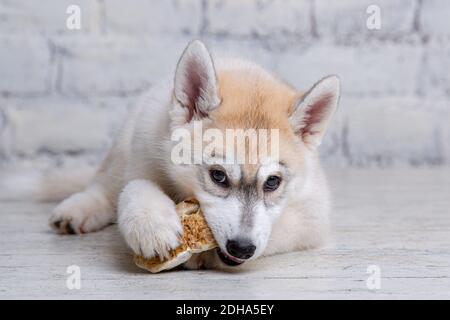 Kleine sibirische Husky Welpe isst natürliche Delikatesse getrocknetes Rindfleisch Ohr auf Holzboden und Backstein Wand Hintergrund. Zusatzfutter für Haustiere Stockfoto