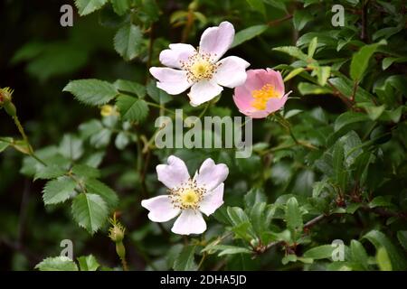 Hagebuttenblüten in verschiedenen Farben (Rosa eglanteria), wird sein Öl in der Kosmetik verwendet, um die Haut zu regenerieren und zu nähren. Stockfoto