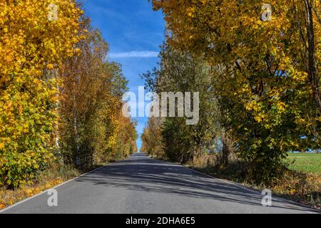 Fallen farbige Bäume auf Allee im Herbst Stockfoto