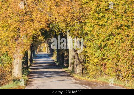 Fallen farbige Bäume auf Allee im Herbst Stockfoto