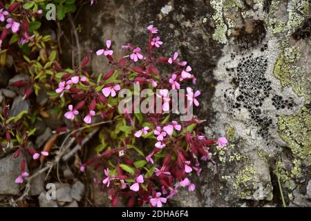 Blüht von Saponaria ocymoides, es wächst in felsigen und steinigen Gebieten. Stockfoto