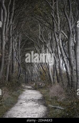 Black Bush Forest Island Poel 3 Stockfoto