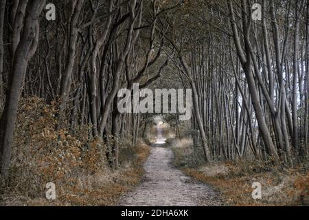 Black Bush Forest Island Poel 2 Stockfoto