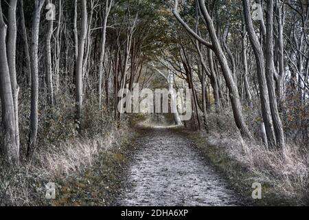 Black Bush Forest Island Poel 1 Stockfoto