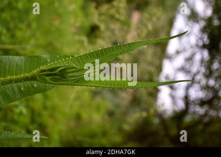 Cardoondistel (Dipsacus fullonum) in vollem wuchs, gerader und dorniger Stängel. Stockfoto