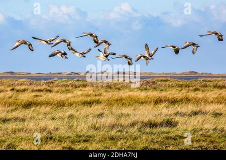 Die Graugänse flogen über die Salzwiesen in Ostfriesland an der Nordsee. Sie sind nicht an Menschen gewöhnt und dementsprechend schüchtern. Stockfoto