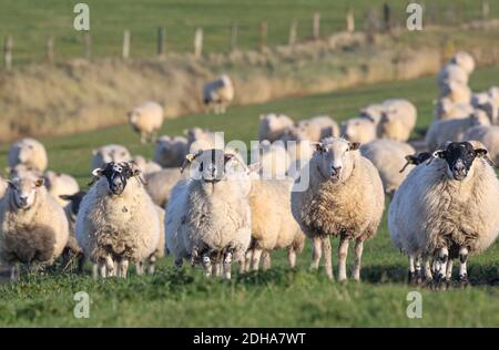 Die Schafe an der Nordsee stellten sich vor mir auf und schrien mich an. Diese Szene war ein bisschen wie 'Animal Uprising!' Stockfoto