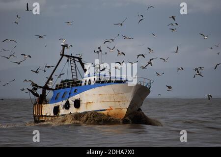 Ein Fischerboot aus dem Meer fährt in den Hafen von Fiumicino, Italien. Schwärme von Möwen streben nach Fischen. Schlammiges Wasser. Stockfoto