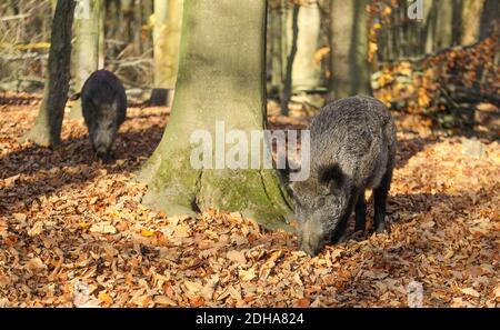 Ein Wildschwein, der im Wald in der Holsteiner Schweiz, Deutschland, isst oder sich ernährte. Stockfoto