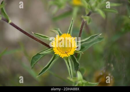 Gelbe Blume von Pallenis spinosa am Rande einer Straße. Stockfoto