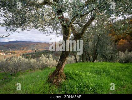 Nahaufnahme eines alten Olivenhains während der Erntezeit, mit den Hügeln in Herbstfarben Stockfoto