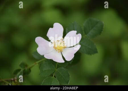 Weiße Blume der wilden Rose (Rosa canina). In der Zeit Karls des Großen wurde es als eine Pflanze mit medizinischen Eigenschaften aufgeführt. Stockfoto