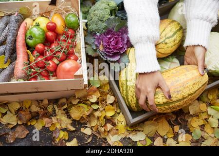Beschnittene Hände einer Frau, die Kürbis im Korb auf dem Hof arrangiert Stockfoto