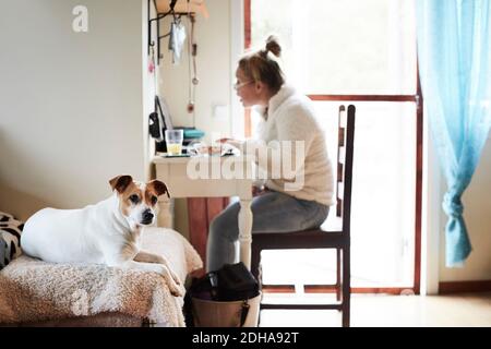 Hund sitzt auf dem Sofa mit behinderter Frau mit Laptop in Hintergrund zu Hause Stockfoto