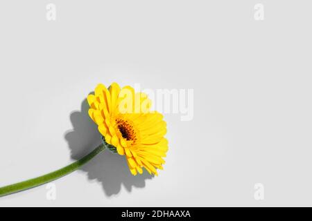 Eine gelbe Gerbera wird durch hartes Licht auf grauem Hintergrund aufgefrischt. Ort für Ihren Text. Stockfoto
