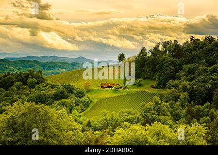 Österreich Weingärten Landschaft. Leibnitz Bereich in der Südsteiermark, Weinland Stockfoto