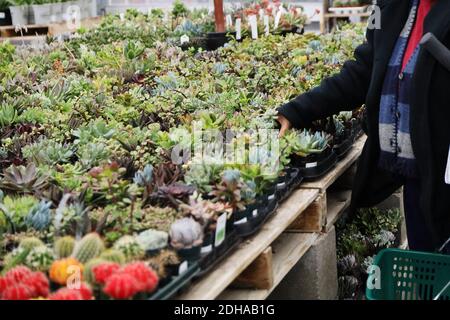 Kaktus und Sukkulenten-Display im Retail Garden Center Stockfoto