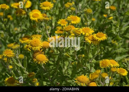 Gemeine Flohblume (Pulicaria dysenterica) gelbe Komposit-Blüten von Gänseblümchen-wie Wildpflanze, Berkshire, August Stockfoto