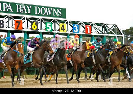 Vollblut Pferderennen Tampa Bay Downs Florida Stockfoto
