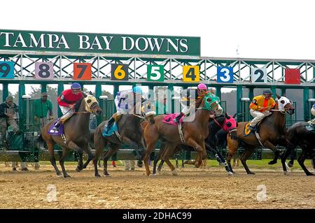 Vollblut Pferderennen Tampa Bay Downs Florida Stockfoto