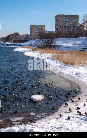 Fluss mit Enten im schönen Winterpark. Stadthintergrund Stockfoto