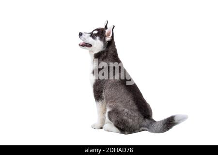 Niedliche kleine Husky Welpen isoliert auf weißem Hintergrund. Studio-Aufnahme eines lustigen schwarz-weißen Husky Welpen, Alter 3 Monate auf einem Schlag Stockfoto