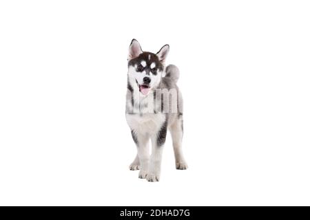 Niedliche kleine Husky Welpen isoliert auf weißem Hintergrund. Studio-Aufnahme eines lustigen schwarz-weißen Husky Welpen, Alter 3 Monate auf einem Schlag Stockfoto