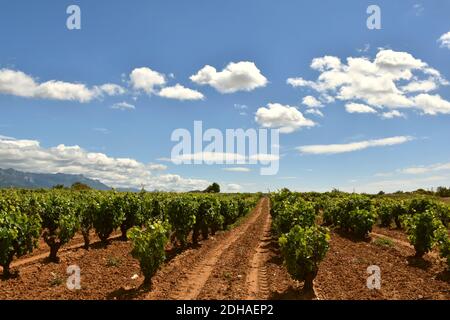 Schöner Weinberg in La Rioja, gepflanzt auf roter Erde und blauem Himmel mit Wolken. Stockfoto