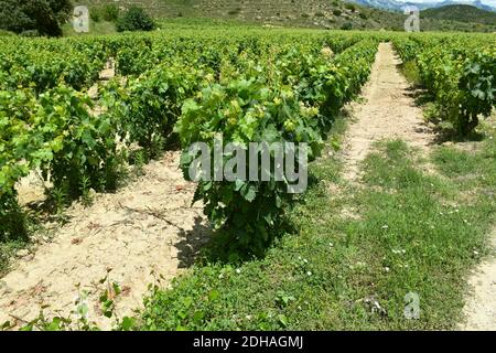 Weinbauerweiterung in Linie in La Rioja Alta. Stockfoto